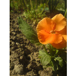 Zdjęcia użytkowników Sony Ericsson G900