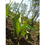 Zdjęcia użytkowników Sony Ericsson G900