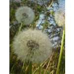 Zdjęcia użytkowników Sony Ericsson G900