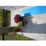 Zdjęcia użytkowników Sony Ericsson Hazel