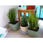 Zdjęcia użytkowników Sony Ericsson Hazel