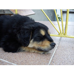 Zdjęcia użytkowników Sony Ericsson Hazel