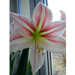 Zdjęcia użytkowników Sony Ericsson Hazel