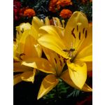 Zdjęcia użytkowników Sony Ericsson Hazel