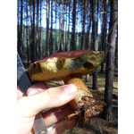 Zdjęcia użytkowników Sony Ericsson Hazel