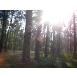 Zdjęcia użytkowników Sony Ericsson Hazel