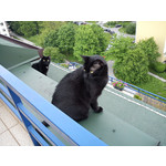 Zdjęcia użytkowników Sony Ericsson Hazel