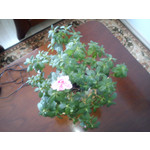 Zdjęcia użytkowników Sony Ericsson Hazel