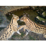 Zdjęcia użytkowników Sony Ericsson Hazel