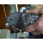 Zdjęcia użytkowników Sony Ericsson K510i