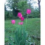 Zdjęcia użytkowników Sony Ericsson K510i