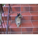 Zdjęcia użytkowników Sony Ericsson K510i