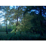 Zdjęcia użytkowników Sony Ericsson K510i