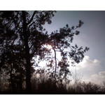 Zdjęcia użytkowników Sony Ericsson K510i