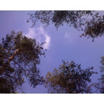 Zdjęcia użytkowników Sony Ericsson K510i