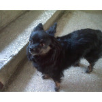 Zdjęcia użytkowników Sony Ericsson K510i