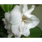 Zdjęcia użytkowników Sony Ericsson K510i