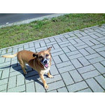 Zdjęcia użytkowników Sony Ericsson K510i