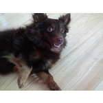 Zdjęcia użytkowników Sony Ericsson K510i