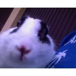 ZDJĘCIA Z TEGO TELEFONU