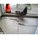 Zdjęcia użytkowników Sony Ericsson K510i