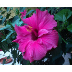 Zdjęcia użytkowników Sony Ericsson K510i