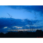 Zdjęcia użytkowników Sony Ericsson K550i