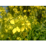 Zdjęcia użytkowników Sony Ericsson K550i