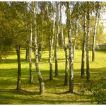 Zdjęcia użytkowników Sony Ericsson K550i