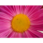 Zdjęcia użytkowników Sony Ericsson K550i