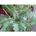 Zdjęcia użytkowników Sony Ericsson K550i