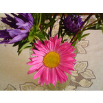 Zdjęcia użytkowników Sony Ericsson K550i