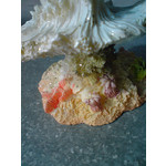 Zdjęcia użytkowników Sony Ericsson K550i