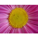 Zdjęcia użytkowników Sony Ericsson K550i