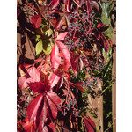 Zdjęcia użytkowników Sony Ericsson K550i