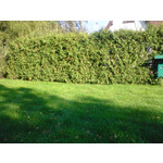 Zdjęcia użytkowników Sony Ericsson K550i