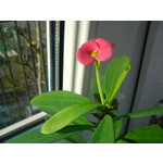 Zdjęcia użytkowników Sony Ericsson K550i