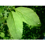 Zdjęcia użytkowników Sony Ericsson K550i