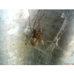 Zdjęcia użytkowników Sony Ericsson K550i