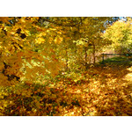 Zdjęcia użytkowników Sony Ericsson K550i