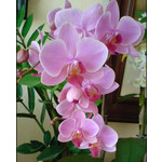 Zdjęcia użytkowników Sony Ericsson K550i