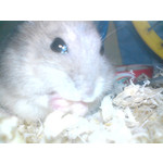 Zdjęcia użytkowników Sony Ericsson K550i