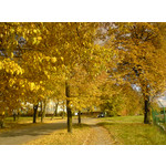 Zdjęcia użytkowników Sony Ericsson K550i