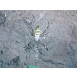 Zdjęcia użytkowników Sony Ericsson K550i