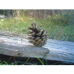 Zdjęcia użytkowników Sony Ericsson K550i