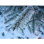 Zdjęcia użytkowników Sony Ericsson K550i