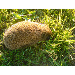 Zdjęcia użytkowników Sony Ericsson K550i