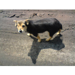 Zdjęcia użytkowników Sony Ericsson K550i