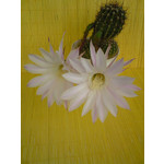 Zdjęcia użytkowników Sony Ericsson K550i