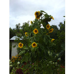 Zdjęcia użytkowników Sony Ericsson K610i Zdjęcia użytkowników Sony Ericsson K610i